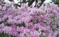 George L. Taber Southern Indica Azalea - 1 Gallon Pot -Garden Plant Shop azalea george taber 10 1