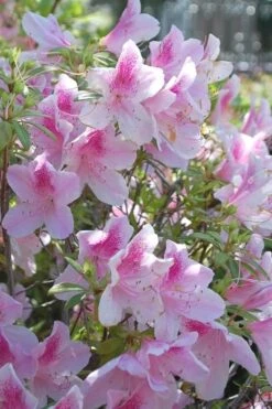 George L. Taber Southern Indica Azalea - 1 Gallon Pot -Garden Plant Shop azalea george taber 11 1
