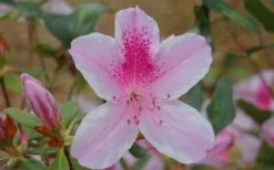 George L. Taber Southern Indica Azalea - 1 Gallon Pot -Garden Plant Shop azalea george taber 13 1