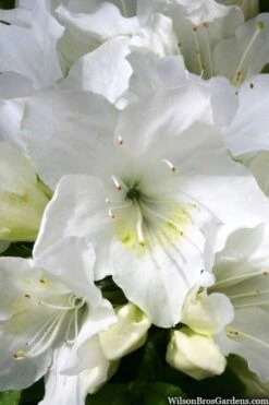 Girard's Pleasant White Azalea - 1 Gallon Pot -Garden Plant Shop azalea girards pleasant white 21