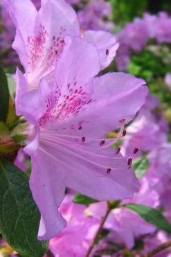 Gulf Pride Fragrant Southern Indica Azalea - 3 Gallon Pot 9 Gulf Pride Fragrant Southern Indica Azalea - 3 Gallon Pot -Garden Plant Shop azalea gulf pride 2 2