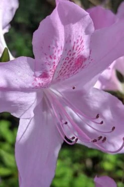 Gulf Pride Fragrant Southern Indica Azalea - 3 Gallon Pot 10 Gulf Pride Fragrant Southern Indica Azalea - 3 Gallon Pot -Garden Plant Shop azalea gulf pride 5 2