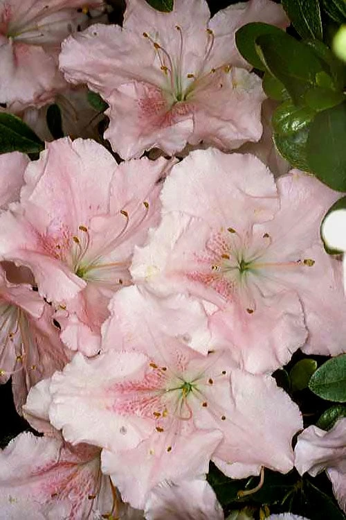 Gwenda Azalea (Robin Hill Hybrid) - 6 Pack Of 1 Gallon Pots 1 Gwenda Azalea (Robin Hill Hybrid) - 6 Pack Of 1 Gallon Pots