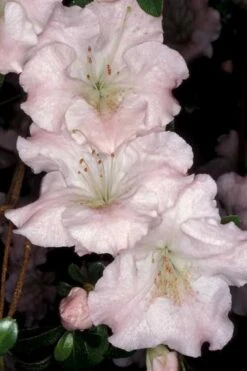 Gwenda Azalea (Robin Hill Hybrid) - 6 Pack Of 1 Gallon Pots 9 Gwenda Azalea (Robin Hill Hybrid) - 6 Pack Of 1 Gallon Pots -Garden Plant Shop azalea gwenda 6 1