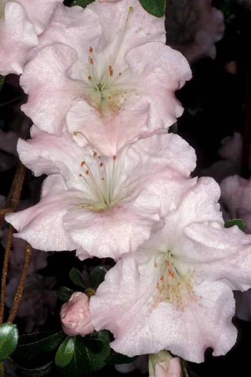 Gwenda Azalea (Robin Hill Hybrid) - 6 Pack Of 1 Gallon Pots 5 Gwenda Azalea (Robin Hill Hybrid) - 6 Pack Of 1 Gallon Pots - Image 5