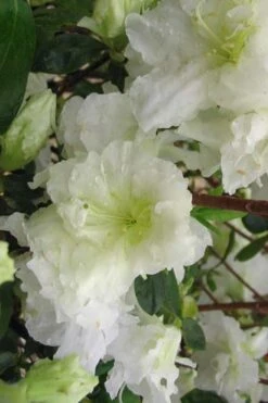 Helen Curtis Azalea - 3 Gallon Pot -Garden Plant Shop azalea helen curtis 7