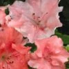 Hilda Niblett Azalea - 1 Gallon Pot