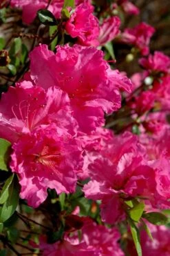 Michaele Lux Azalea - 1 Gallon Pot