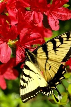 Midnight Flare Azalea - 2 Gallon Pot -Garden Plant Shop azalea midnight flare 20