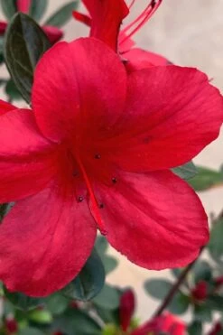 Midnight Flare Azalea - 3 Gallon Pot