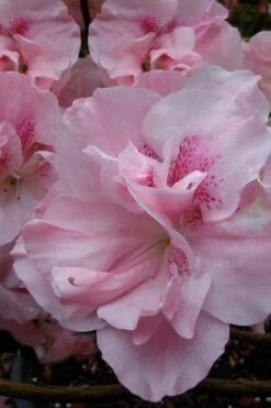 Nancy Of Robin Hill Azalea - 3 Gallon Pot -Garden Plant Shop azalea nancy at robin hill 1