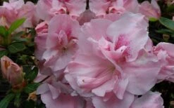 Nancy Of Robin Hill Azalea - 2 Gallon Pot -Garden Plant Shop azalea nancy of robin hill 3 1
