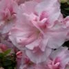 Nancy Of Robin Hill Azalea - 2 Gallon Pot