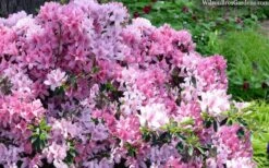 Northlake Beauty Azalea - 6 Pack Of 1 Gallon Pots -Garden Plant Shop azalea northlake beauty 13