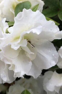 Perfecto Mundo Double White Reblooming Azalea - 2 Gallon Pot 11 Perfecto Mundo Double White Reblooming Azalea - 2 Gallon Pot -Garden Plant Shop azalea perfecto mondo double white 1 1