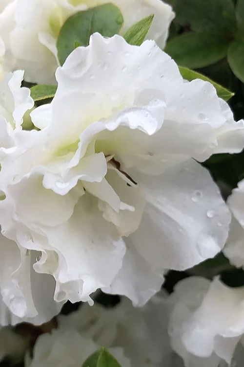 Perfecto Mundo Double White Reblooming Azalea - 2 Gallon Pot 6 Perfecto Mundo Double White Reblooming Azalea - 2 Gallon Pot - Image 6