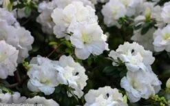 Perfecto Mundo Double White Reblooming Azalea - 3 Gallon Pot 12 Perfecto Mundo Double White Reblooming Azalea - 3 Gallon Pot -Garden Plant Shop azalea perfecto mondo double white 2