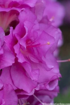 Perfecto Mundo Double Purple Reblooming Azalea - 2 Gallon Pot 9 Perfecto Mundo Double Purple Reblooming Azalea - 2 Gallon Pot -Garden Plant Shop azalea perfecto mondo double20purple 1 2