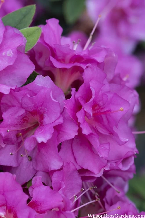 Perfecto Mundo Double Purple Reblooming Azalea - 1 Gallon Pot 1 Perfecto Mundo Double Purple Reblooming Azalea - 1 Gallon Pot