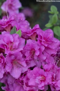 Perfecto Mundo Double Purple Reblooming Azalea - 1 Gallon Pot 11 Perfecto Mundo Double Purple Reblooming Azalea - 1 Gallon Pot -Garden Plant Shop azalea perfecto mondo double20purple 3 1