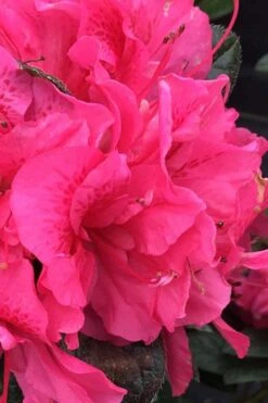 Perfecto Mundo Double Dark Pink Reblooming Azalea - 3 Gallon Pot -Garden Plant Shop azalea perfecto mundo double dark pink 1 1