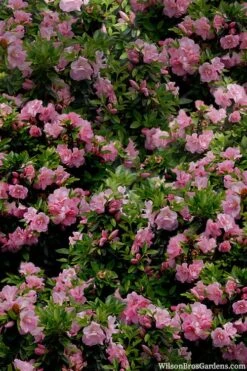 Perfecto Mundo Double Pink Reblooming Azalea - 3 Gallon Pot 11 Perfecto Mundo Double Pink Reblooming Azalea - 3 Gallon Pot -Garden Plant Shop azalea perfecto mundo double pink 1