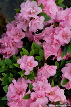 Perfecto Mundo Double Pink Reblooming Azalea - 3 Gallon Pot 10 Perfecto Mundo Double Pink Reblooming Azalea - 3 Gallon Pot -Garden Plant Shop azalea perfecto mundo double pink 2