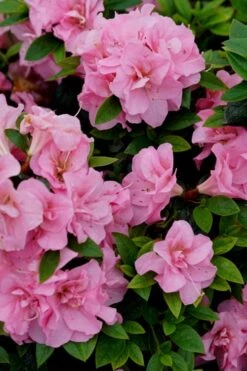 Perfecto Mundo Double Pink Reblooming Azalea - 2 Gallon Pot 9 Perfecto Mundo Double Pink Reblooming Azalea - 2 Gallon Pot -Garden Plant Shop azalea perfecto mundo double pink 4
