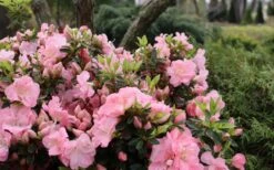 Perfecto Mundo Double Pink Reblooming Azalea - 3 Gallon Pot 9 Perfecto Mundo Double Pink Reblooming Azalea - 3 Gallon Pot -Garden Plant Shop azalea perfecto mundo double pink 5