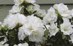 Perfecto Mundo Double White Reblooming Azalea - 2 Gallon Pot 9 Perfecto Mundo Double White Reblooming Azalea - 2 Gallon Pot -Garden Plant Shop azalea perfecto mundo double white 9 1