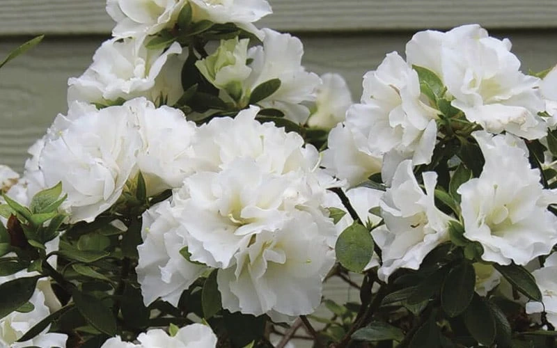 Perfecto Mundo Double White Reblooming Azalea - 3 Gallon Pot 4 Perfecto Mundo Double White Reblooming Azalea - 3 Gallon Pot - Image 4