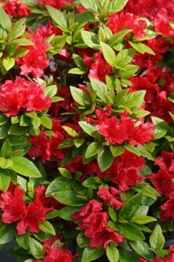 Perfecto Mundo Red Reblooming Azalea - 2 Gallon Pot -Garden Plant Shop azalea perfecto mundo red 2 2