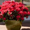 Perfecto Mundo Red Reblooming Azalea - 3 Gallon Pot
