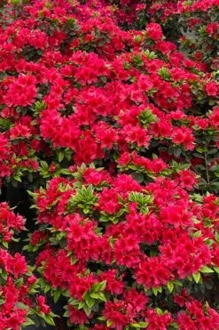 Perfecto Mundo Red Reblooming Azalea - 3 Pack Of Quart Pots -Garden Plant Shop azalea perfecto mundo red 5 1