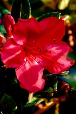 Perfecto Mundo Red Reblooming Azalea - 2 Gallon Pot -Garden Plant Shop azalea perfecto mundo red 6 2