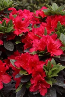 Perfecto Mundo Red Reblooming Azalea - 3 Gallon Pot -Garden Plant Shop azalea perfecto mundo red 8