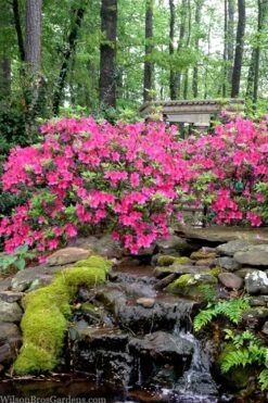 Pink Formosa Azalea - 3 Gallon Pot -Garden Plant Shop azalea pink formosa 2 1