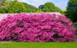 Pink Formosa Azalea - 3 Gallon Pot -Garden Plant Shop azalea pink formosa 4 1