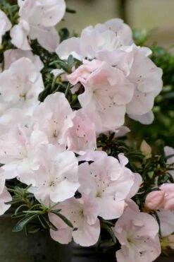 Tsuki No Shimo Satsuki Azalea - 3 Gallon Pot 17 Tsuki No Shimo Satsuki Azalea - 3 Gallon Pot -Garden Plant Shop azalea satsuki tsuki no shimo 100 1