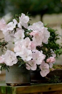 Tsuki No Shimo Satsuki Azalea - 3 Gallon Pot 21 Tsuki No Shimo Satsuki Azalea - 3 Gallon Pot -Garden Plant Shop azalea satsuki tsuki no shimo 101 1