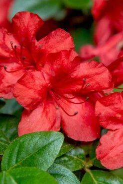 Stewartstonian Azalea - 3 Gallon Pot -Garden Plant Shop azalea stewartstonian 2