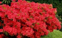 Stewartstonian Azalea - 3 Gallon Pot -Garden Plant Shop azalea stewartstonian 3