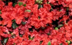 Stewartstonian Azalea - 1 Gallon Pot -Garden Plant Shop azalea stewartstonian 4 1
