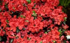 Stewartstonian Azalea - 1 Gallon Pot -Garden Plant Shop azalea stewartstonian 6 1