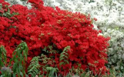 Stewartstonian Azalea - 3 Gallon Pot -Garden Plant Shop azalea stewartstonian 7