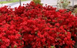 Stewartstonian Azalea - 1 Gallon Pot -Garden Plant Shop azalea stewartstonian 8 1