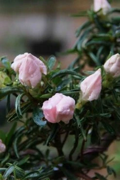 Tsuki No Shimo Satsuki Azalea - 1 Gallon Pot 20 Tsuki No Shimo Satsuki Azalea - 1 Gallon Pot -Garden Plant Shop azalea tsuki no shimo 2