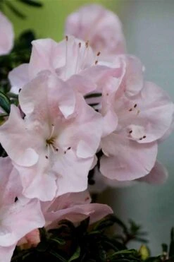 Tsuki No Shimo Satsuki Azalea - 3 Gallon Pot 14 Tsuki No Shimo Satsuki Azalea - 3 Gallon Pot -Garden Plant Shop azalea tsuki no shimo 3 1