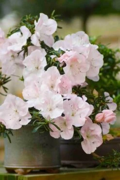 Tsuki No Shimo Satsuki Azalea - 3 Gallon Pot 18 Tsuki No Shimo Satsuki Azalea - 3 Gallon Pot -Garden Plant Shop azalea tsuki no shimo 6 1