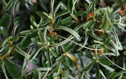 Tsuki No Shimo Satsuki Azalea - 1 Gallon Pot 15 Tsuki No Shimo Satsuki Azalea - 1 Gallon Pot -Garden Plant Shop azalea tsuki no shimo 7